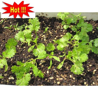 Hạt giống ngò rí (rau mùi) 20g