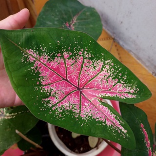 Chậu cây môn ace of heart caladium - ship toàn quốc