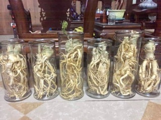 Củ đinh lăng tươi