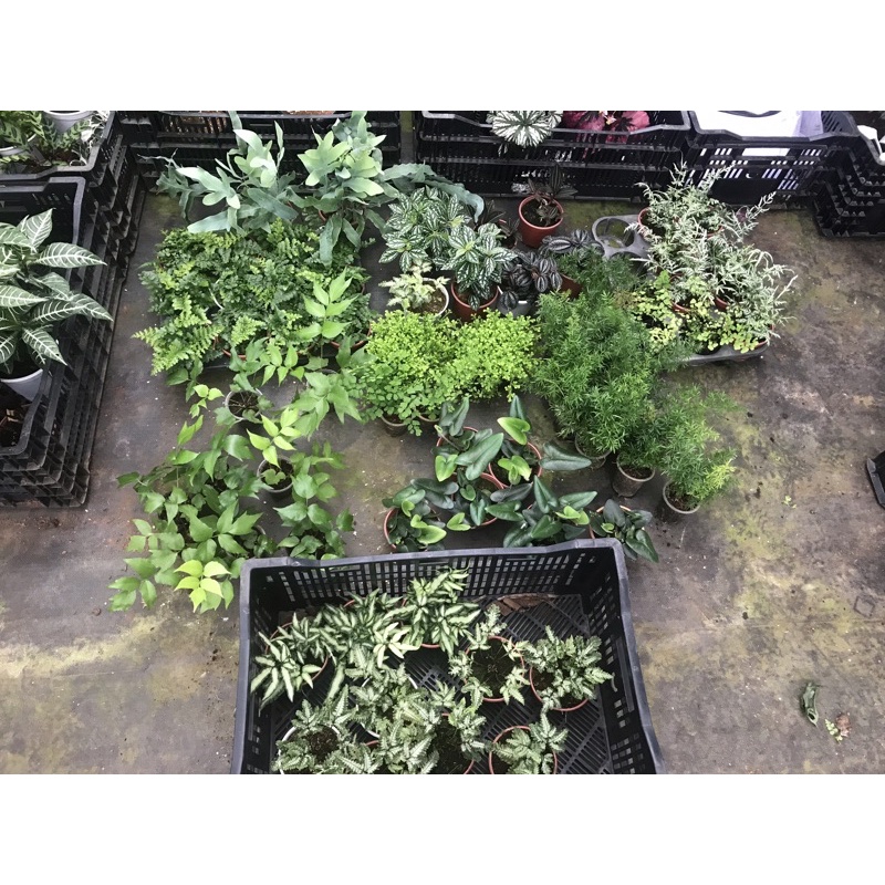 Chậu cứng Bộ sưu cảnh