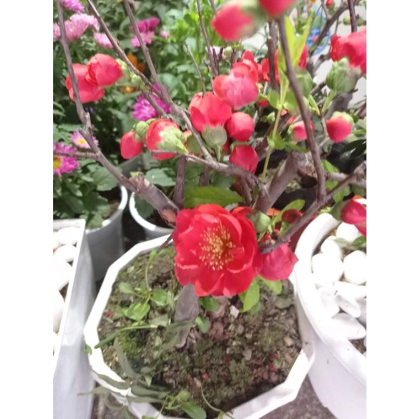 Mai đỏ Nhật Bản hoa quanh năm