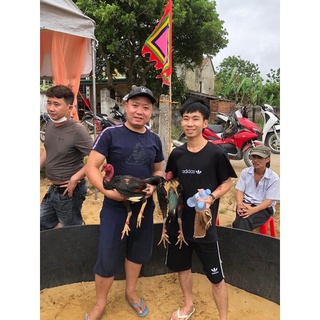 mega c21 gà chọi