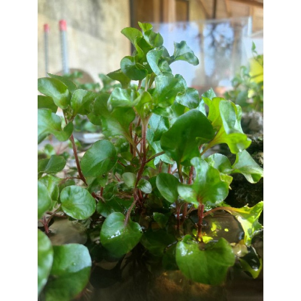 Xà lách soong Nhật