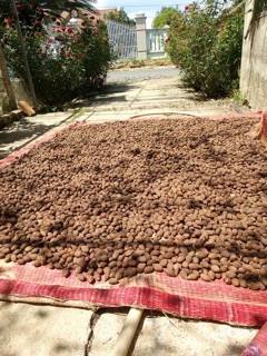 300gr Hạt ươi bay chuẩn Lâm Đồng