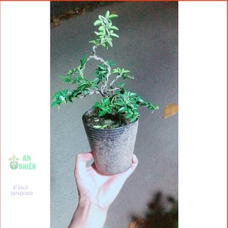 Kim Quýt Bonsai