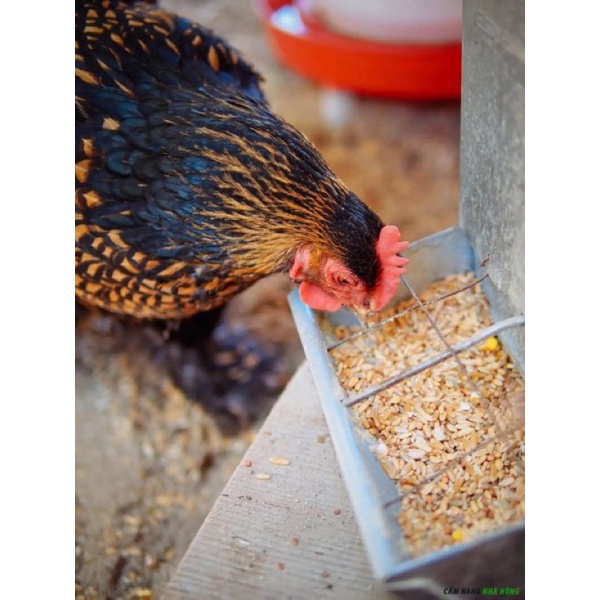 500g Ngũ Cốc cho Gà đá, Chiến kê