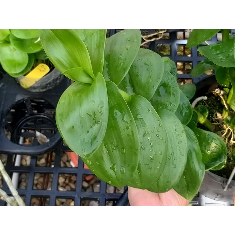 Lan Phi Điệp lá mít hòa bình