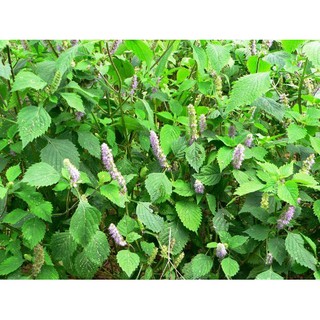 Kinh giới cay - Oregano