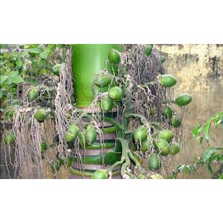 200 Trái/Quả cau tươi/ cau non làm kẹo cau, ăn trầu nhà trồng giá rẻ