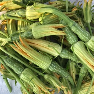 10h - HẠT GIỐNG BÍ NỤ