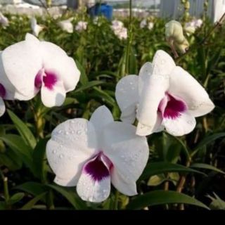 Hoa lan denro lai hồ điệp sắp nhú nụ