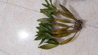 100k 1 Dề HOÀNG LẠP, TRÚC PHẬT BÀ