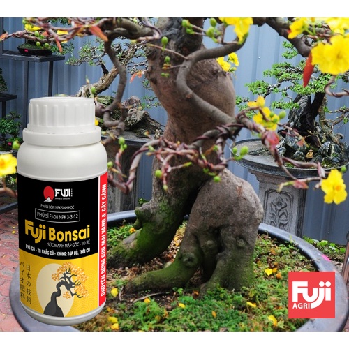 Phân bón mai vàng to gốc FUJI BONSAI -  TO GỐC - NỞ CỦ - LỚN RỄ 250ml
