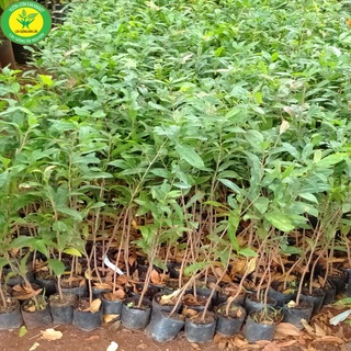1 cây mai vàng quấn rễ