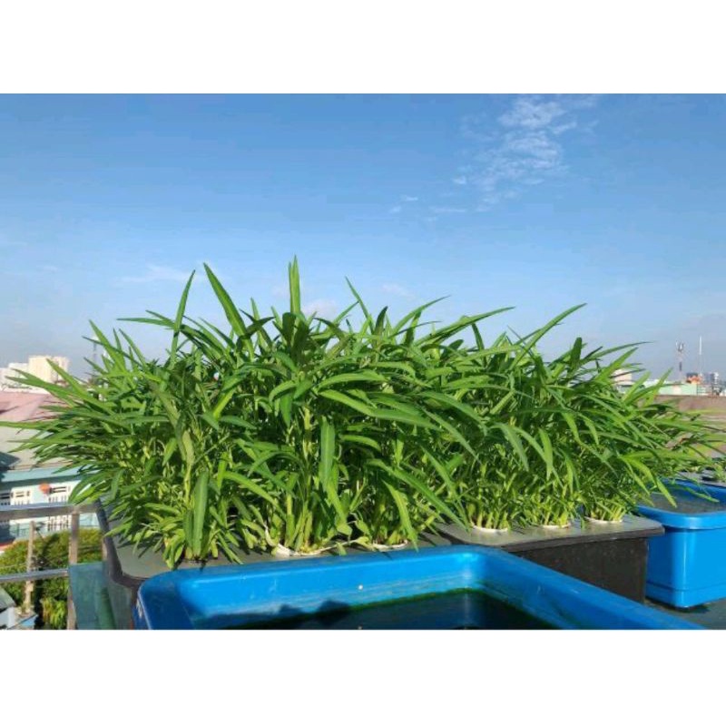 Bộ Thùng Trồng Thuỷ Canh Tĩnh Tiện Lợi, Dễ Sử Dụng
