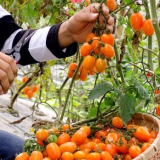 20 hạt giống cà chua nova vàng