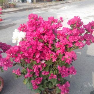 Cây giấy ghép 2 màu ( hồng và trắng)