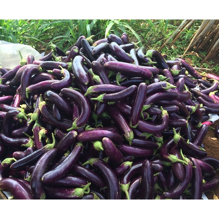 [HCM] 1Kg Cà tím Đà Lạt NTFood - Nhất Tín Food