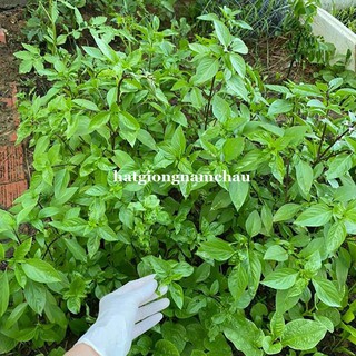 5GR - HẠT GIỐNG HÚNG QUẾ