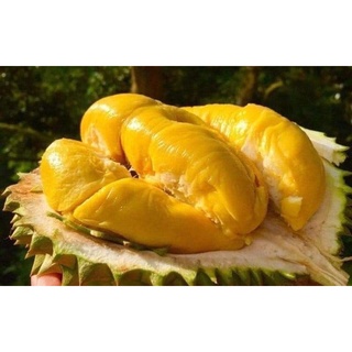 CÂY GIỐNG SẦU RIÊNG LÙN ( CÂY GHÉP - SIÊU SỚM TRÁI )