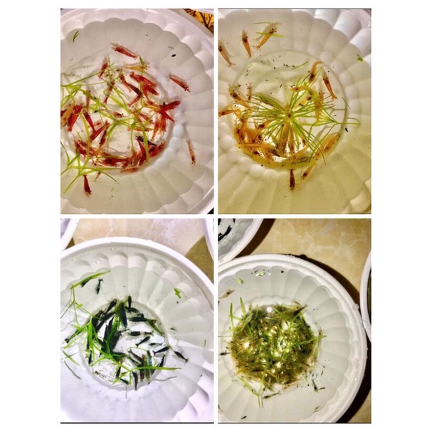 Compo 5bé Tép loạn màu Siêu Đẹp tặng rong