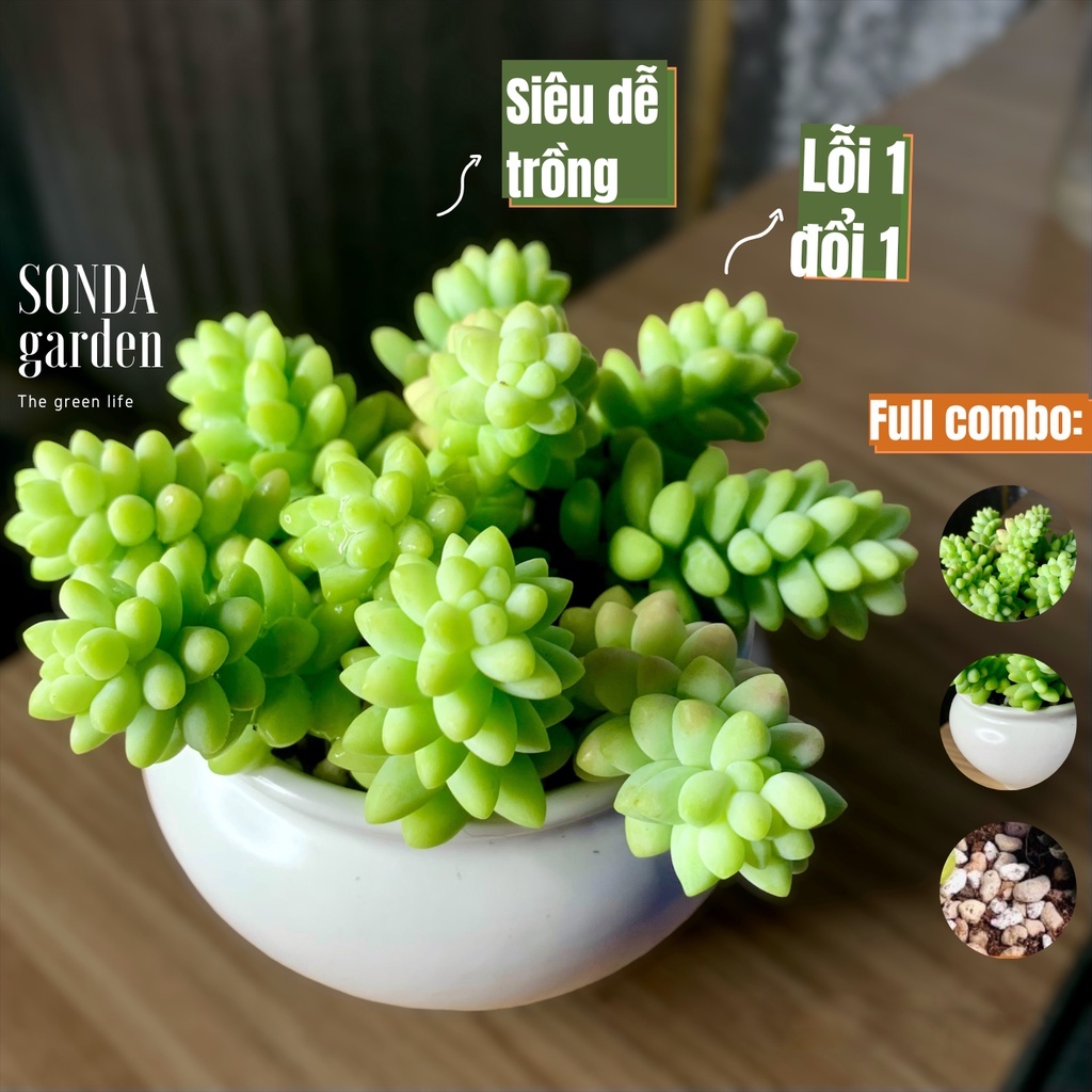 Sen đá 10 cây chuỗi ngọc bi trồng chậu chum kèm đất cây cảnh trang trí nhà cửa Lolita garden