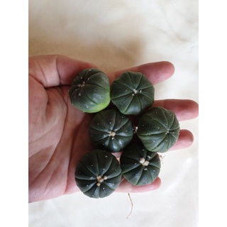 Xương rồng Aster (size 2,5-3cm)