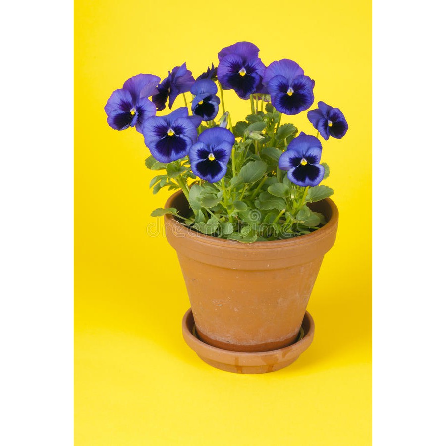 100 hạt giống hoa pansy