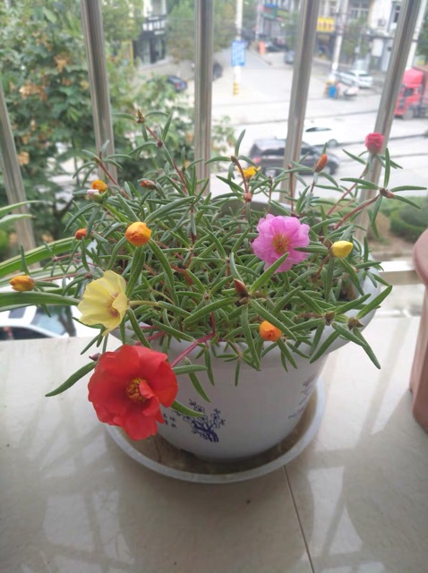 HẠT GIỐNG HOA 10 GIỜ MỸ KÉP MIX MÀU 1000 hạt