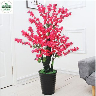 Cây Hoa Anh Đào Cao 1m3