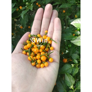 20 quả ớt Peru-Aji Charapita (tặng thêm 5 quả)