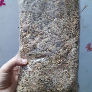 Dớn trắng Chile trồng lan ( dớn mềm)