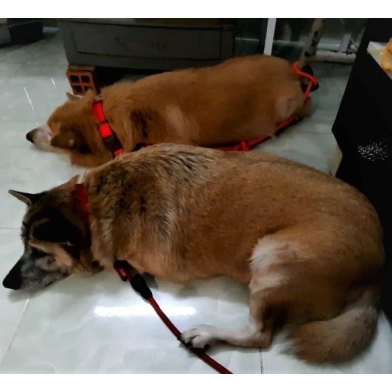 VÒNG CỔ CHO CHÓ KHÓA NHỰA PHỐI MÀU THEO YÊU CẦU (1 BỘ: 10 CÁI) -  LOVE PETS SHOP