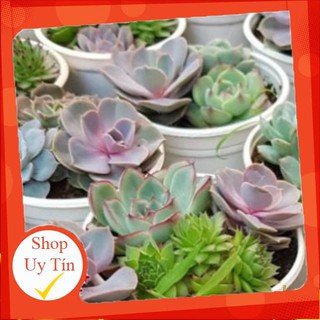 sen đá Đá ghép chậu trung🍏 |FREESHIP| 🔥 XỨ NÓNG, ĐÃ THUẦN KHÍ HẬU, KHOẺ ĐẸP 🍏 LỖI 1 ĐỔI 1
