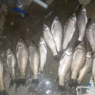 TINH MÙI CÂU CÁ THE ONE SÂM DỨA