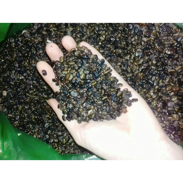 2000 hạt giống đậu biếc