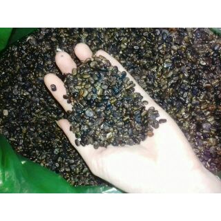 2000 hạt giống đậu biếc