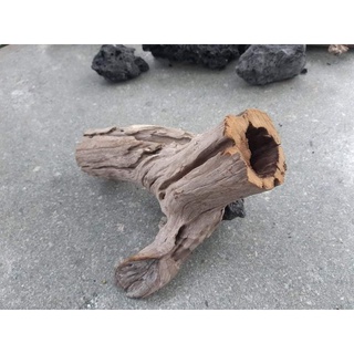 Lũa Ống rỗng cho hồ thủy sinh - vân gỗ đẹp