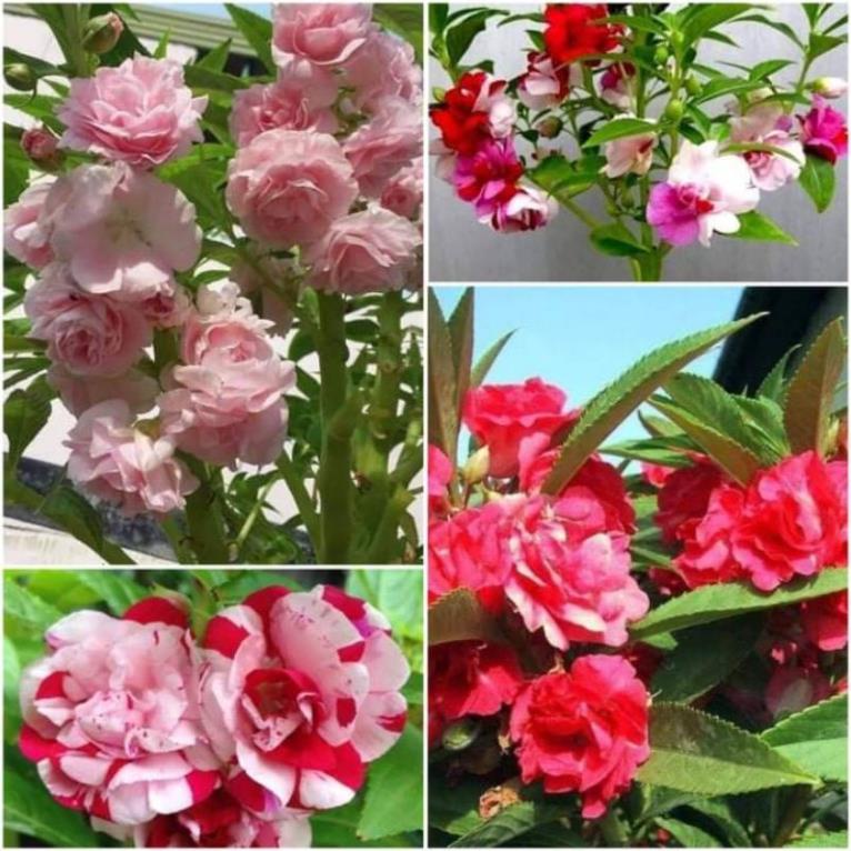 hạt giống hoa móng tay ( hoa bóng nước ) kép mix đủ màu 30 hạt