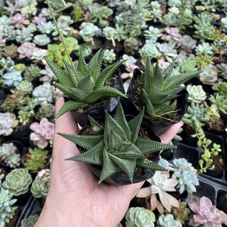 Sen Đá Móng Rống Xoáy