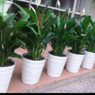 Bộ 10 cái chậu trồng cây cảnh đẹp rộng 20cm x22cm