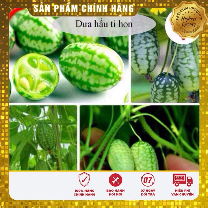 Hạt Giống Dưa Hấu Tí Hon(10 hạt)