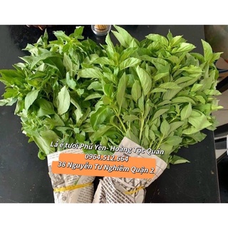 Lá é tươi nguyên cành Phú Yên