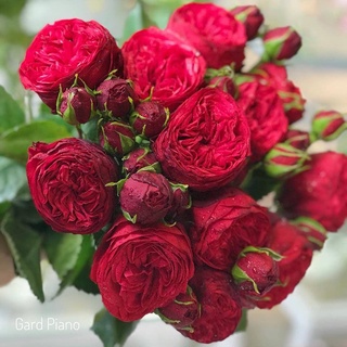 Hoa hồng leo Red Piano Rose