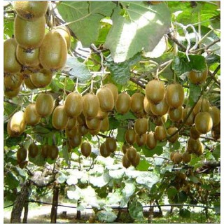 Hạt giống cây ăn trái kiwi { gói 30 hạt + 1 gói kích thích hạt nảy mầm }