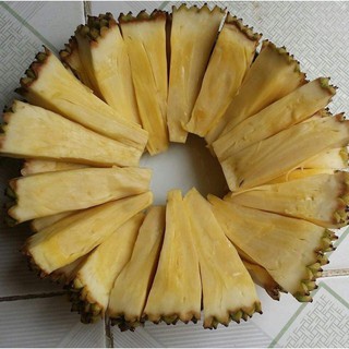 cây giống mít thái