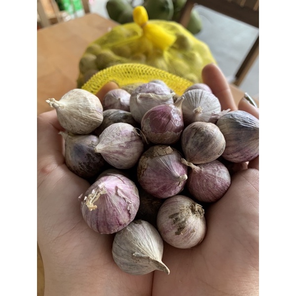 1KG TỎI CÔ ĐƠN NINH THUẬN/ ĐẶC SẢN VĨNH HY