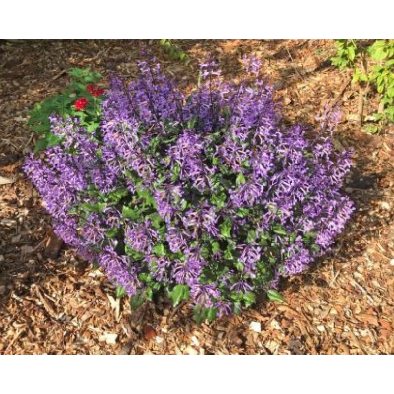 Chậu Mona lavender cây đang nụ-vườn của boss