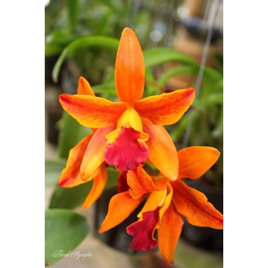 Hoa Lan Cattleya cam mini cánh sáp hoa thơm sắp hoa