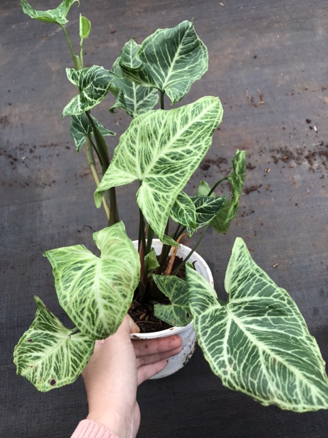 Trầu bà trắng - Syngonium polophyllum